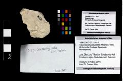 Foto (Objekt + Etikett) von Cracensigillatus acutirostris (Moericke, 1889)  (NHMW-GEO-1990-0041-3123)